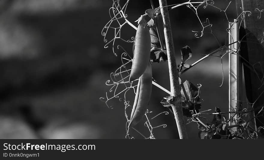 Black And White, Black, Monochrome Photography, Branch