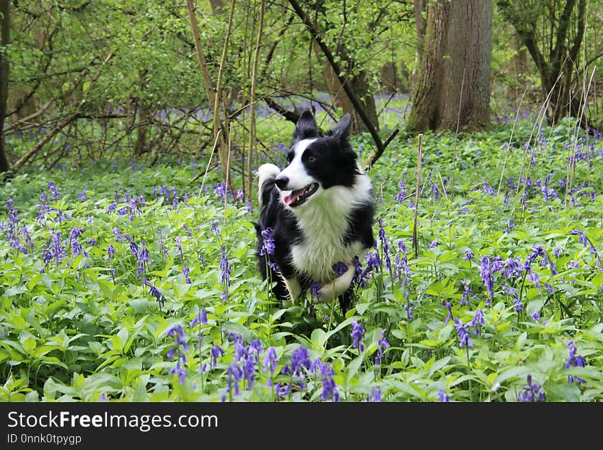 Plant, Nature Reserve, Flower, Dog Breed