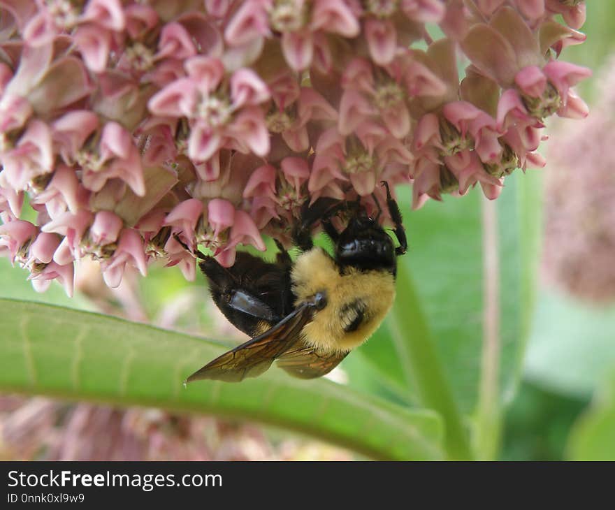 Bee, Bumblebee, Honey Bee, Nectar