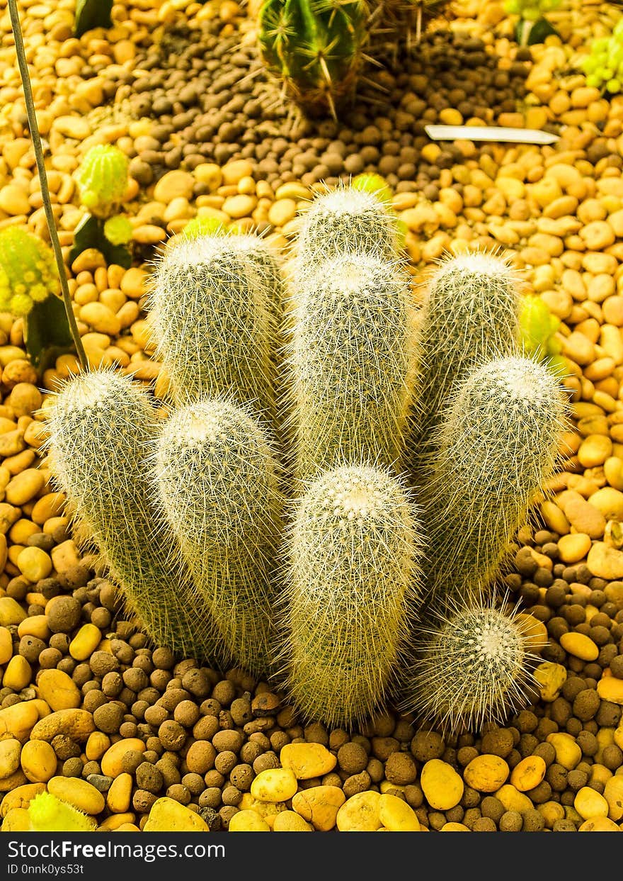 Cactus, Plant, Vegetation, Thorns Spines And Prickles