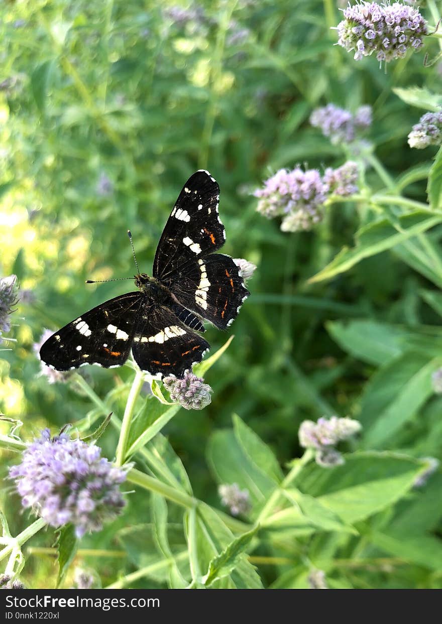 Butterfly, Moths And Butterflies, Brush Footed Butterfly, Insect