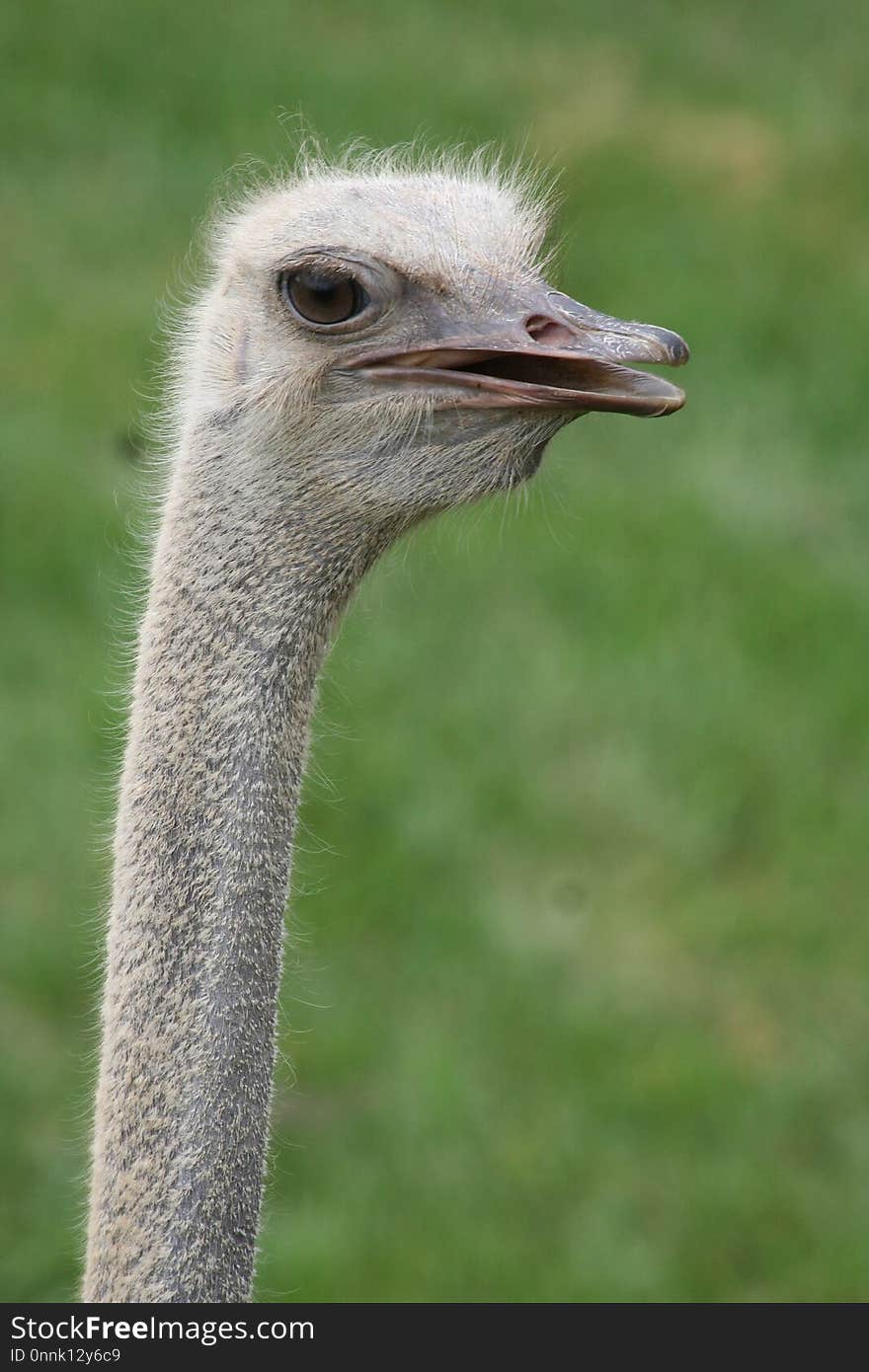 Ostrich, Ratite, Bird, Beak