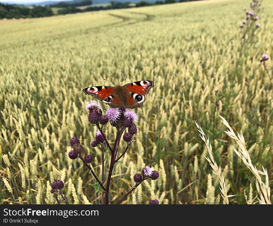 Ecosystem, Field, Butterfly, Crop