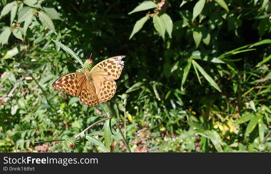 Butterfly, Moths And Butterflies, Brush Footed Butterfly, Insect