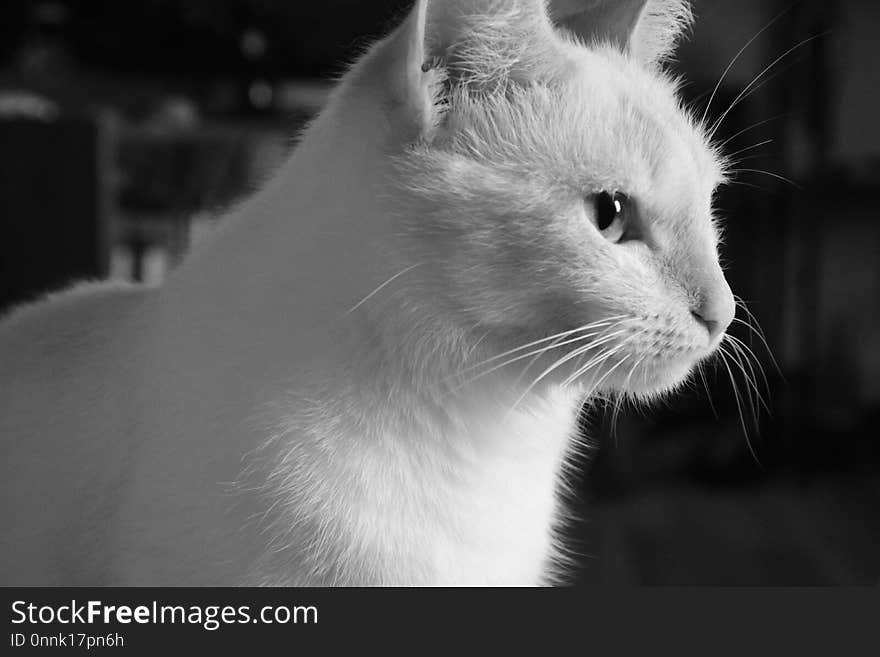 Cat, Whiskers, White, Black