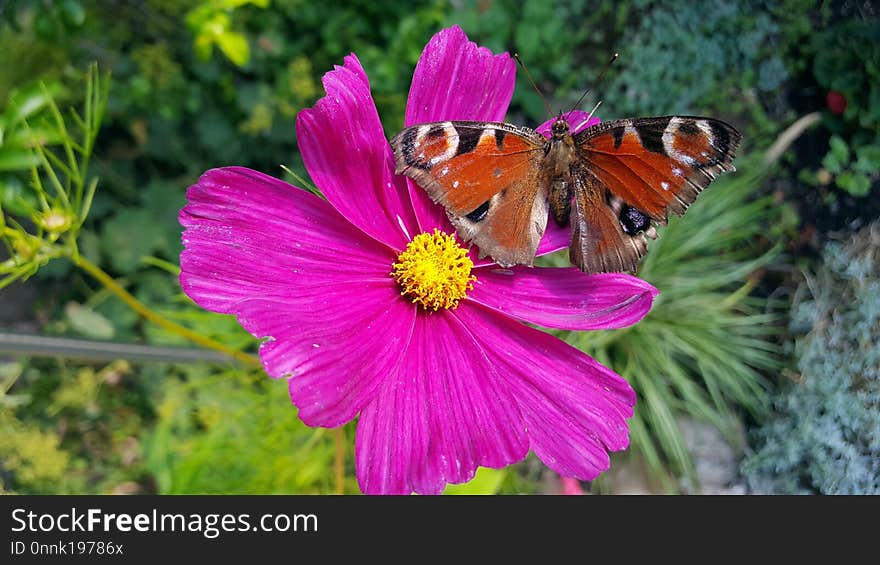 Flower, Flora, Butterfly, Nectar