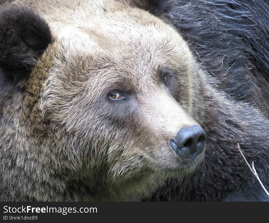 Grizzly Bear, Mammal, Brown Bear, Fauna