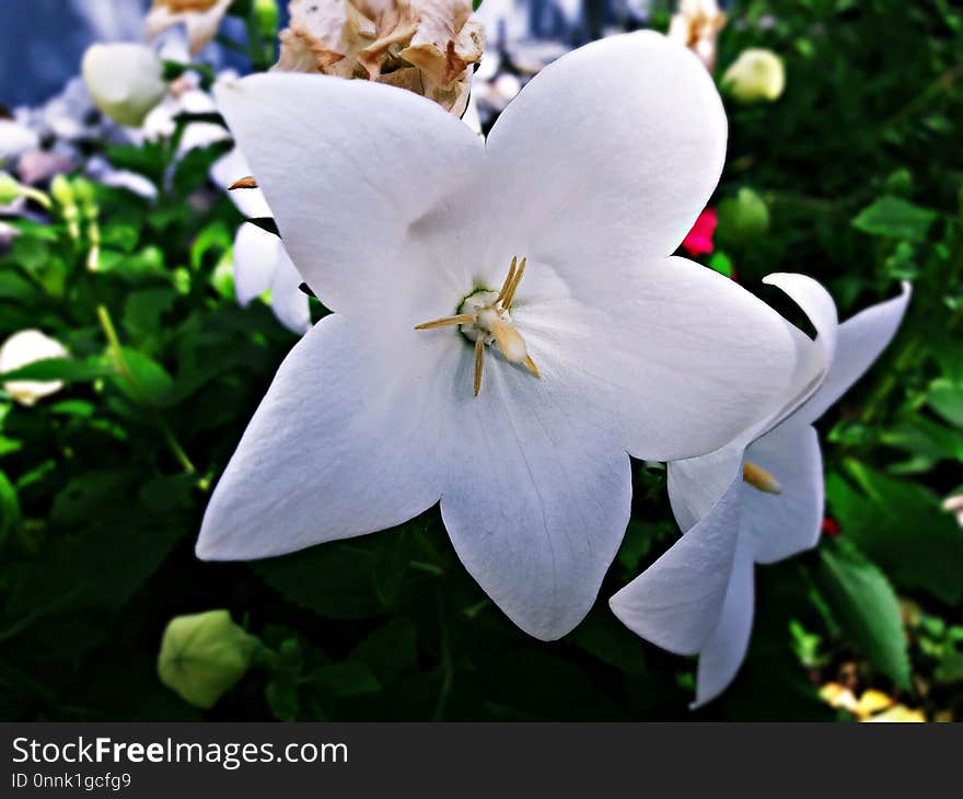 Flower, Plant, White, Flora