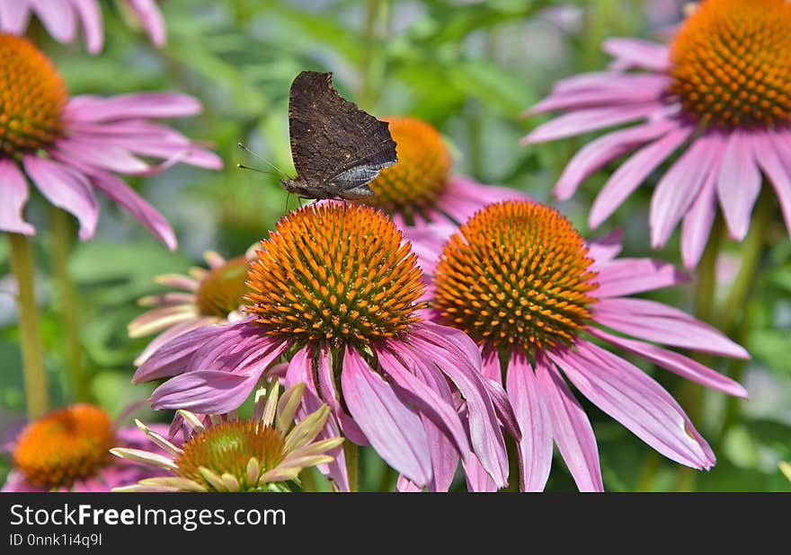 Coneflower, Flower, Nectar, Daisy Family