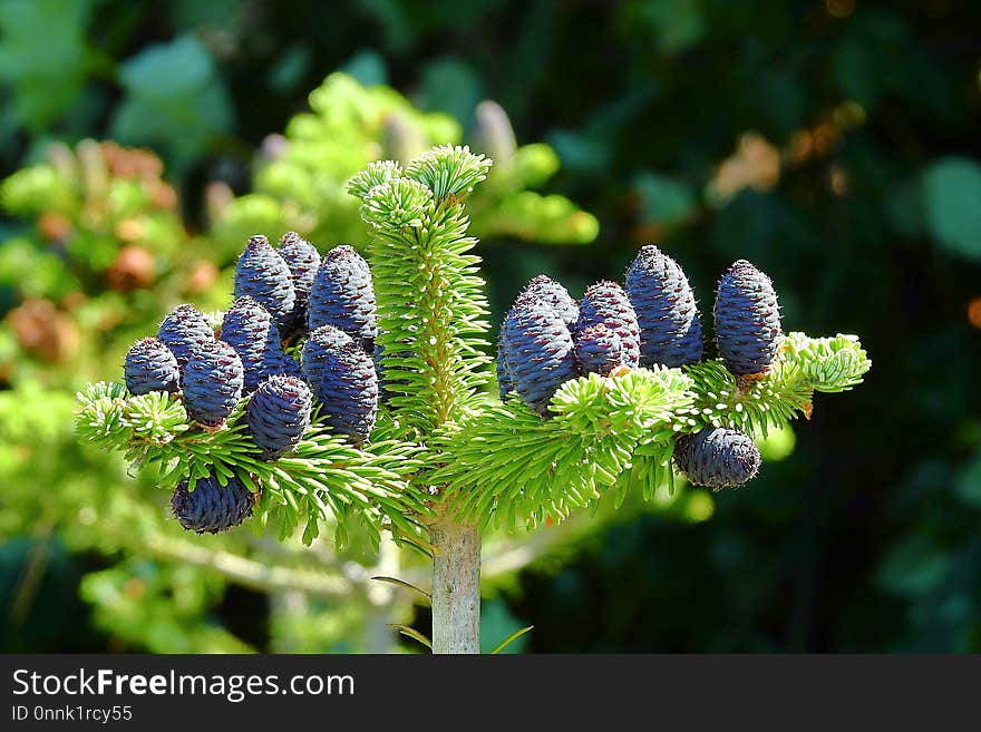 Flora, Tree, Fir, Biome