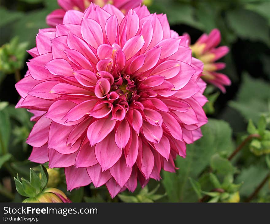 Flower, Plant, Pink, Flowering Plant