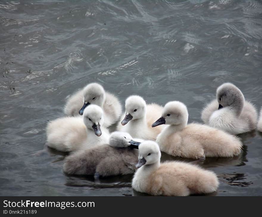 Swan, Water Bird, Bird, Ducks Geese And Swans