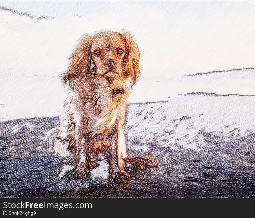 Dog, Dog Like Mammal, Dog Breed, Spaniel