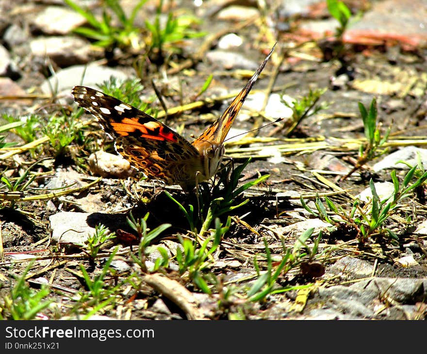 Butterfly, Moths And Butterflies, Insect, Invertebrate