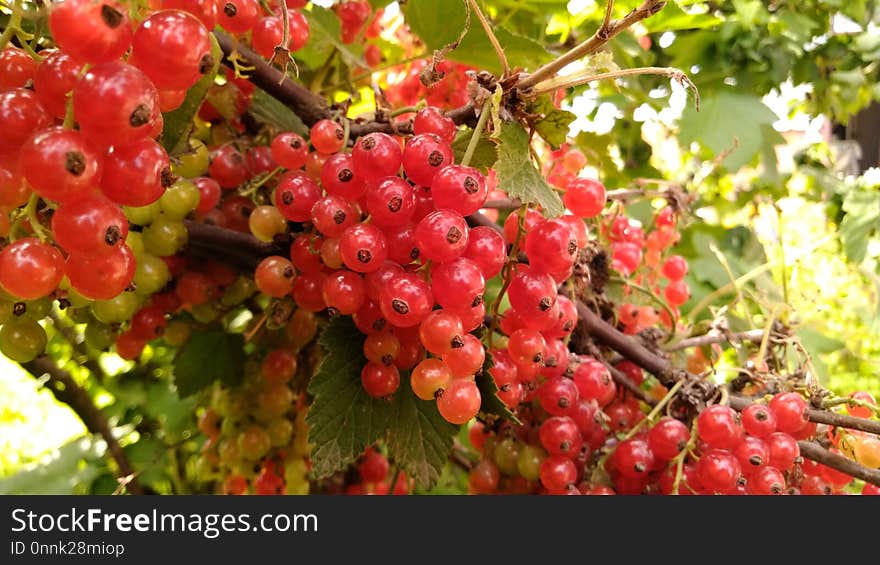 Fruit, Berry, Currant, Plant