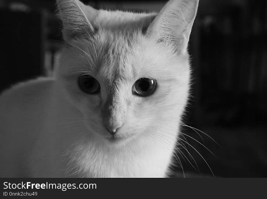 Cat, Whiskers, Face, White