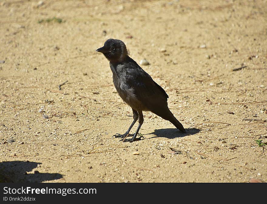 Bird, Fauna, Beak, Crow