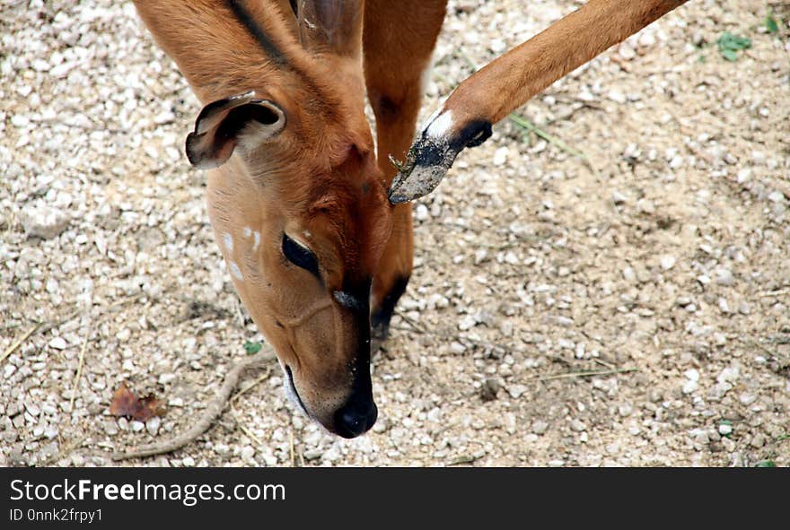 Fauna, Wildlife, Impala, Antelope