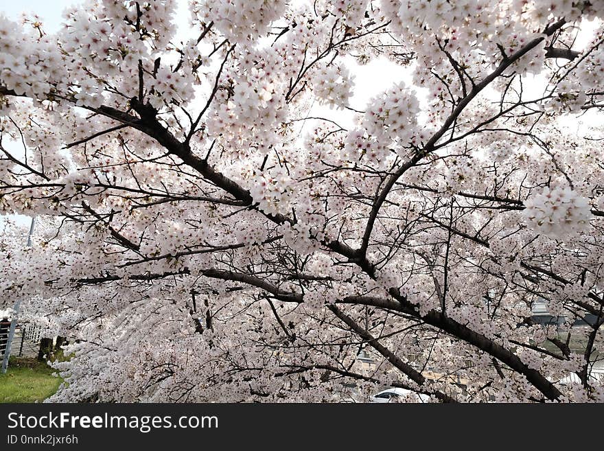 Flower, Blossom, Cherry Blossom, Plant