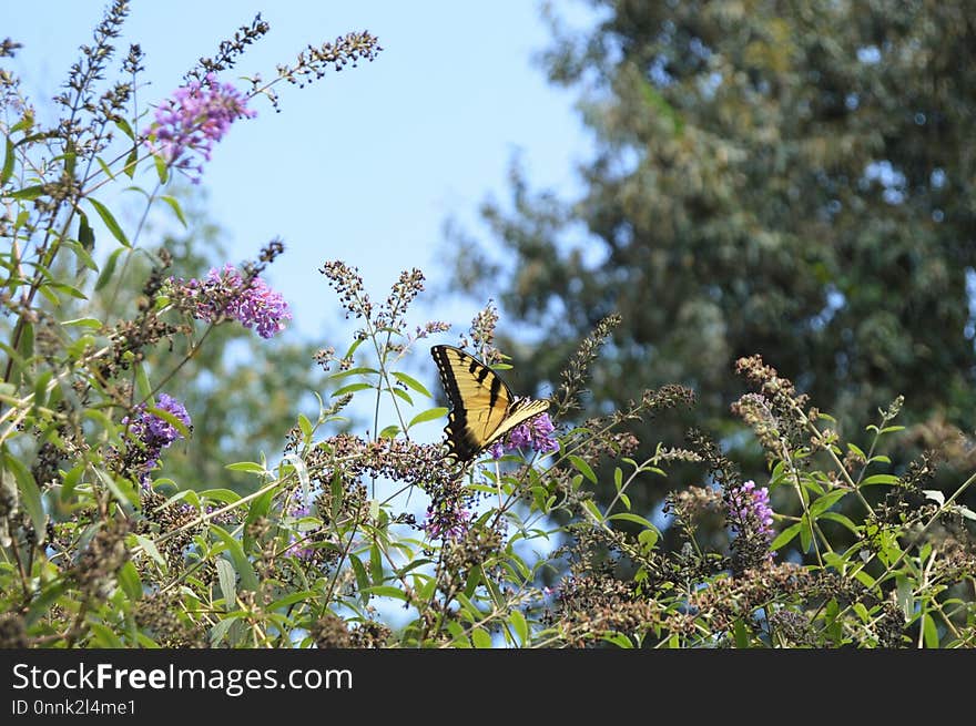 Butterfly, Moths And Butterflies, Flora, Flower