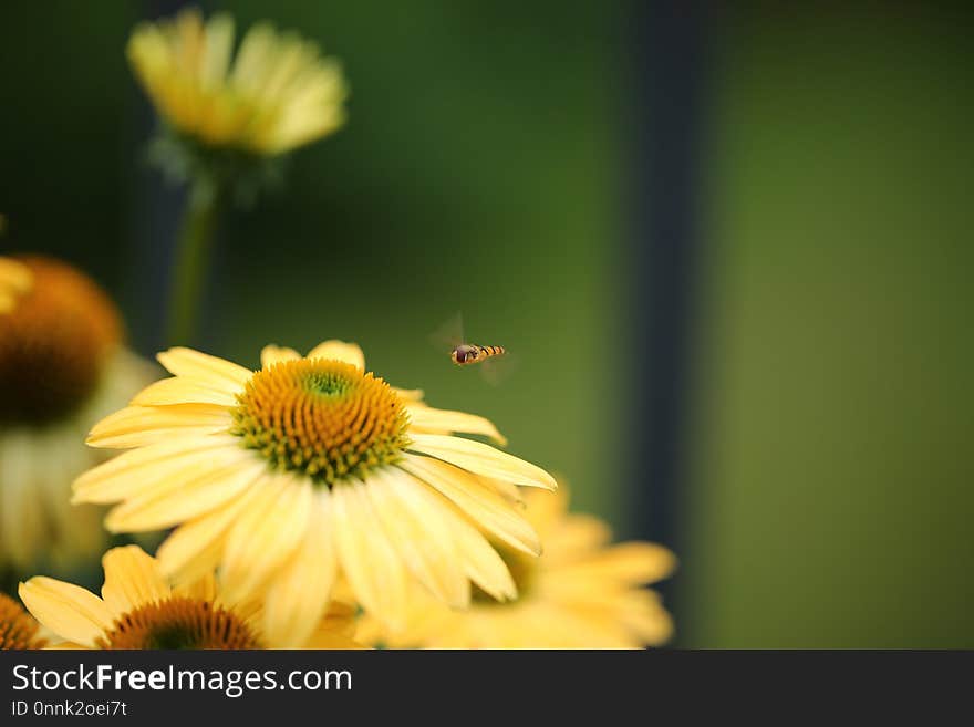 Flower, Yellow, Nectar, Honey Bee