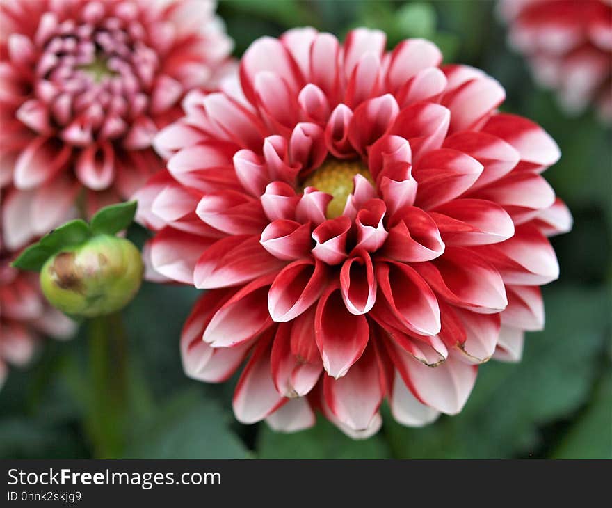 Flower, Plant, Flowering Plant, Dahlia