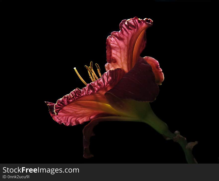 Flower, Plant, Flowering Plant, Petal