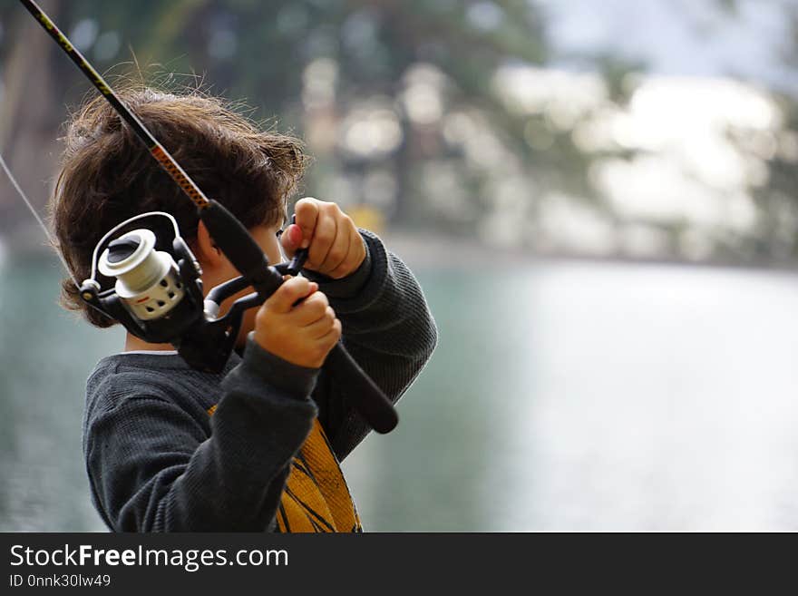 Horse Like Mammal, Horse, Stock Photography