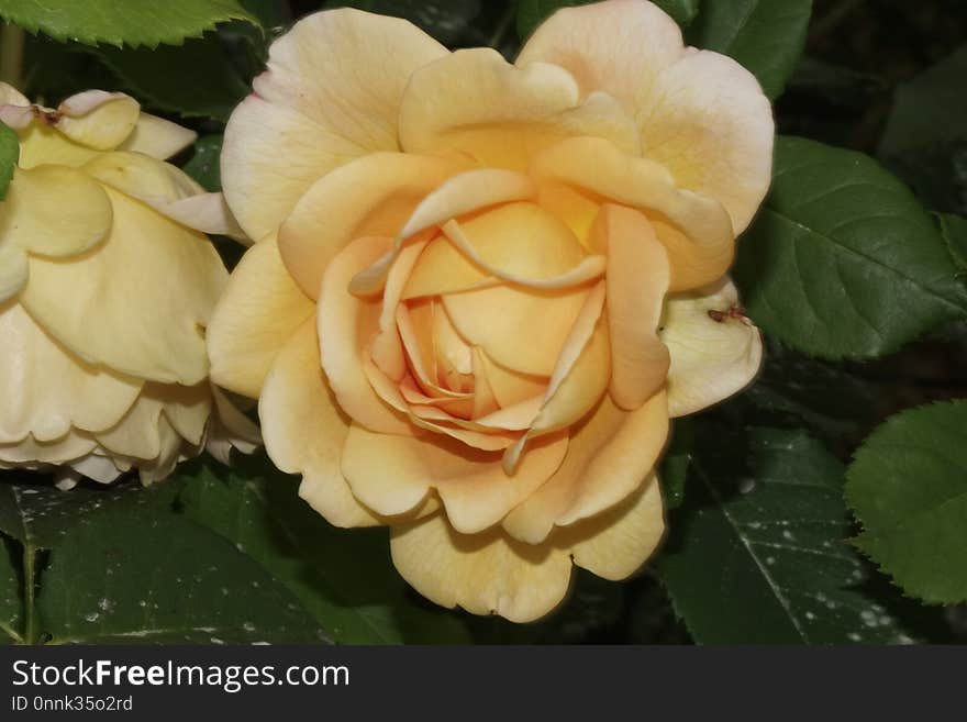 Rose, Flower, Rose Family, Floribunda