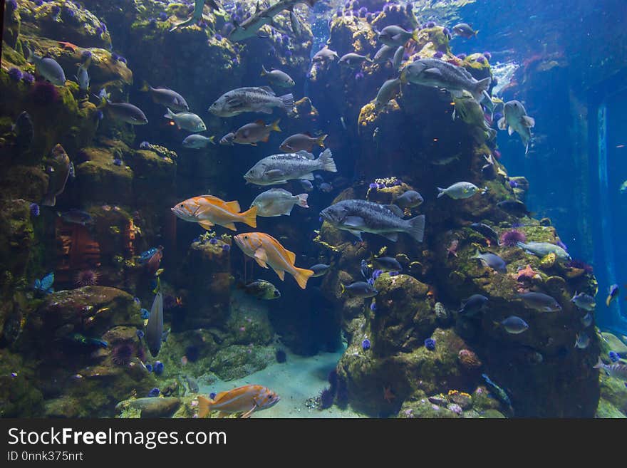 Ecosystem, Coral Reef, Marine Biology, Reef