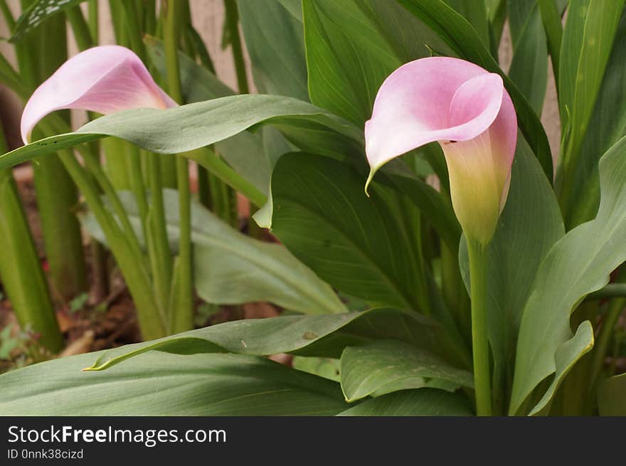 Plant, Flower, Flora, Leaf