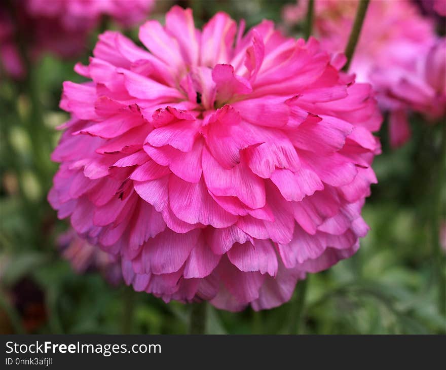 Flower, Pink, Plant, Flowering Plant