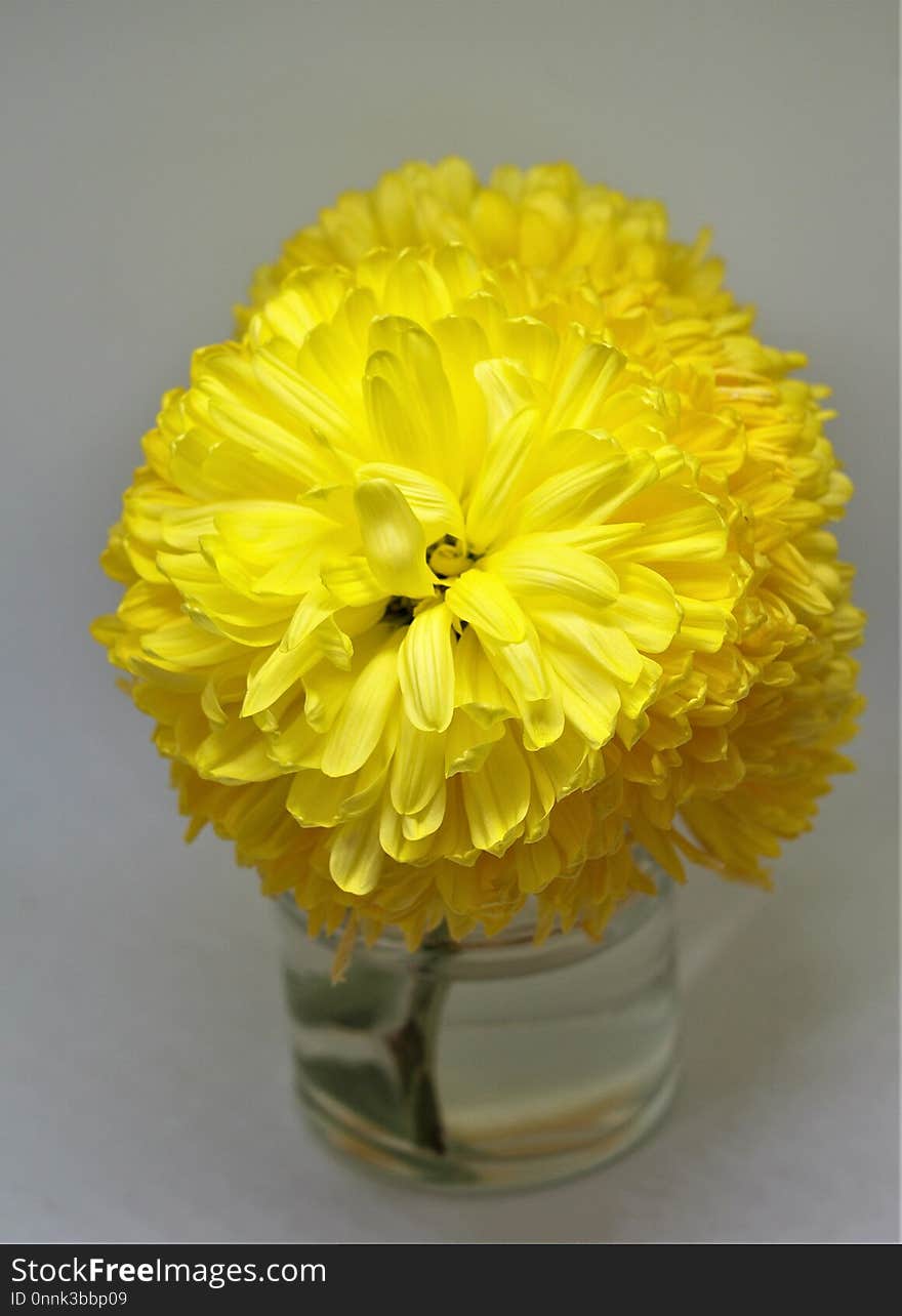 Flower, Yellow, Cut Flowers, Floristry