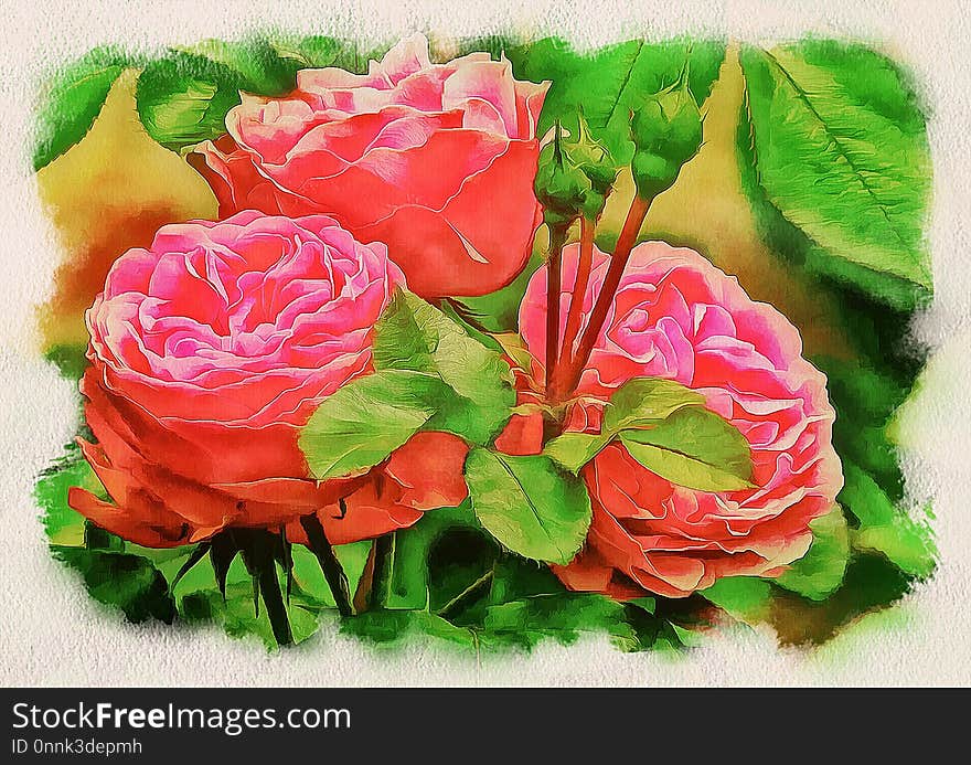 Flower, Garden Roses, Pink, Rose