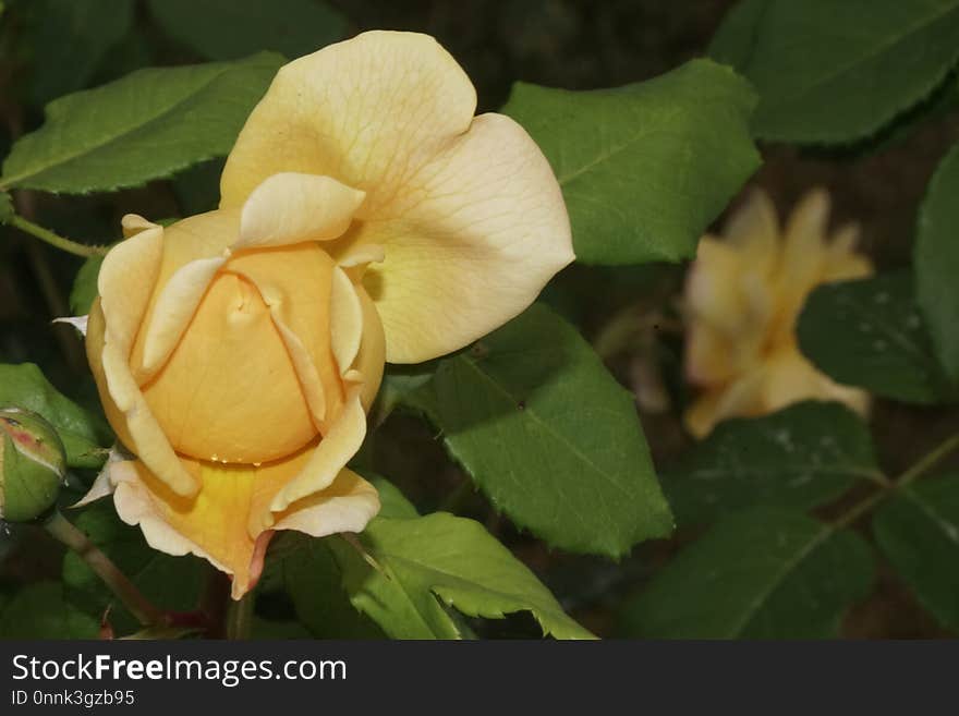 Plant, Rose Family, Flower, Yellow