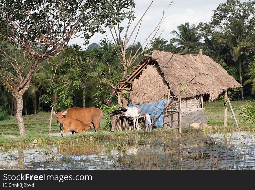 Wildlife, Rural Area, Hut, Village