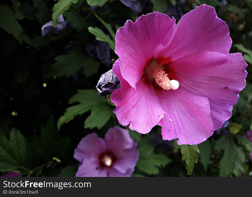 Flower, Plant, Pink, Flora