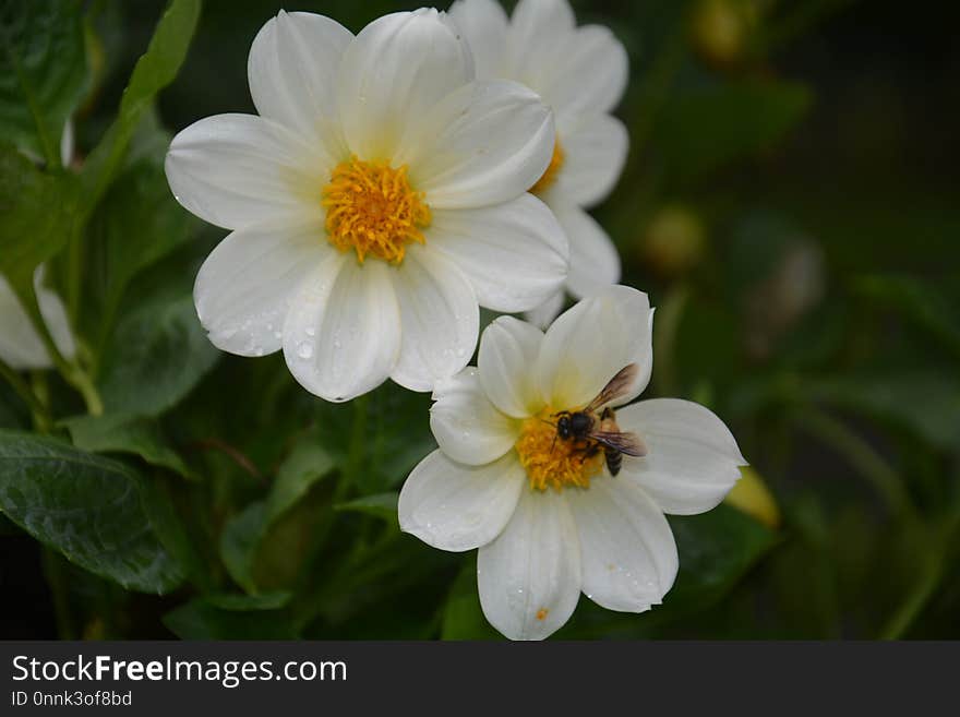 Flower, Flora, Plant, Flowering Plant