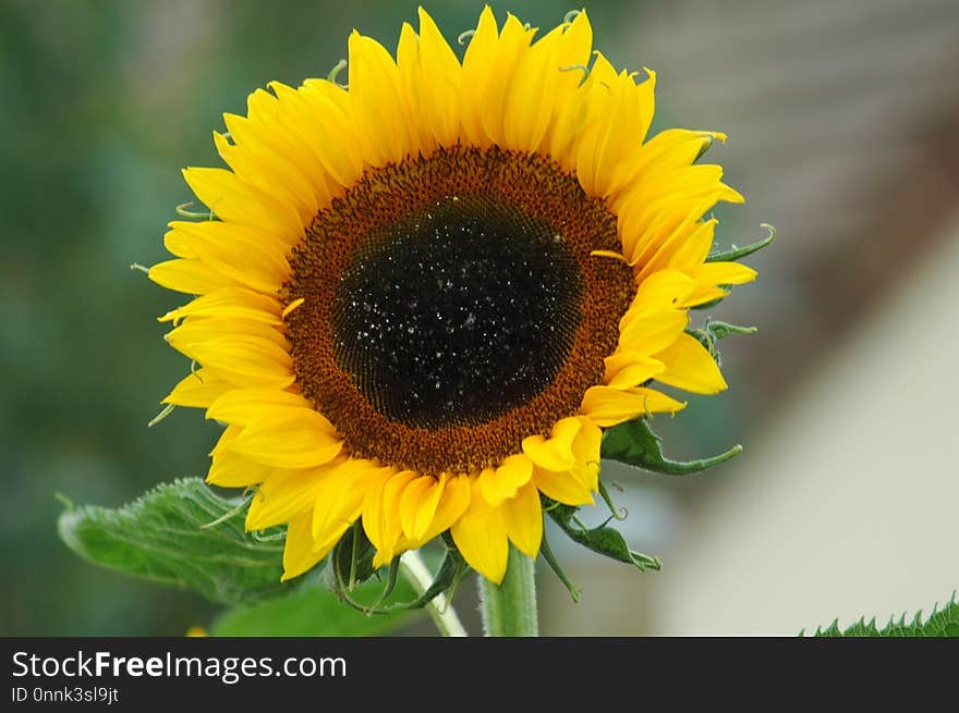 Sunflower, Flower, Sunflower Seed, Daisy Family