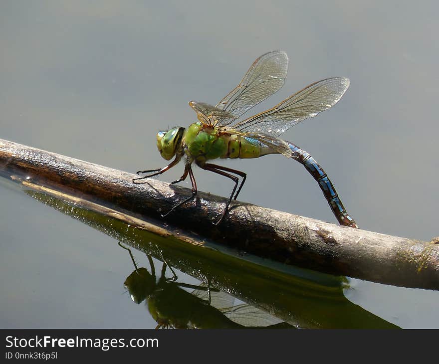 Insect, Dragonfly, Dragonflies And Damseflies, Invertebrate