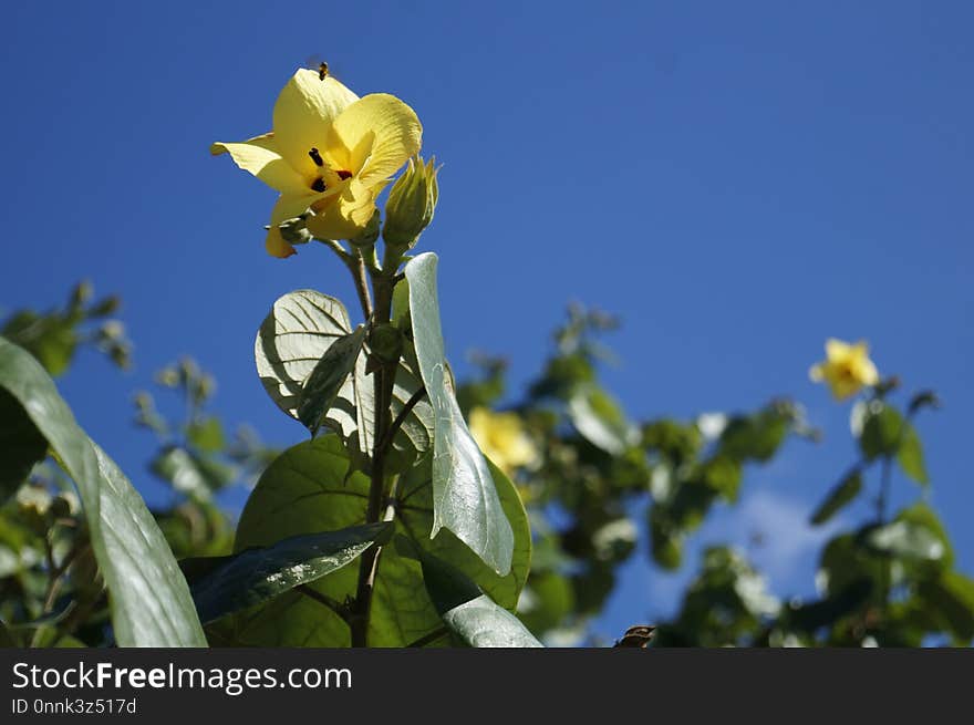 Flower, Flora, Plant, Sky