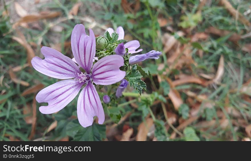 Flower, Plant, Flora, Purple