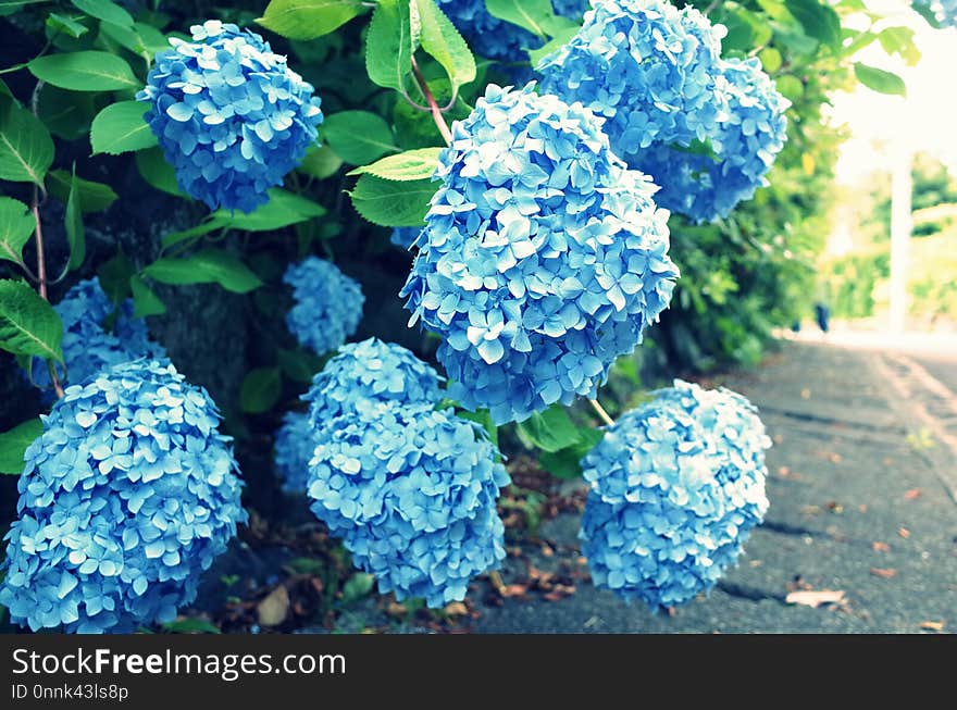 Flower, Blue, Plant, Flowering Plant