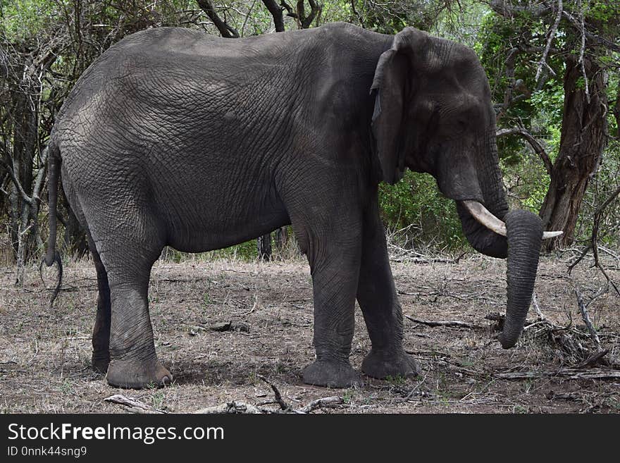 Elephant, Elephants And Mammoths, Terrestrial Animal, Wildlife