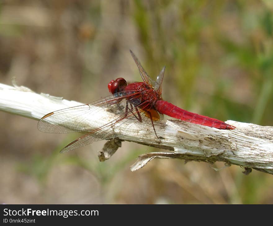 Insect, Dragonfly, Invertebrate, Fauna