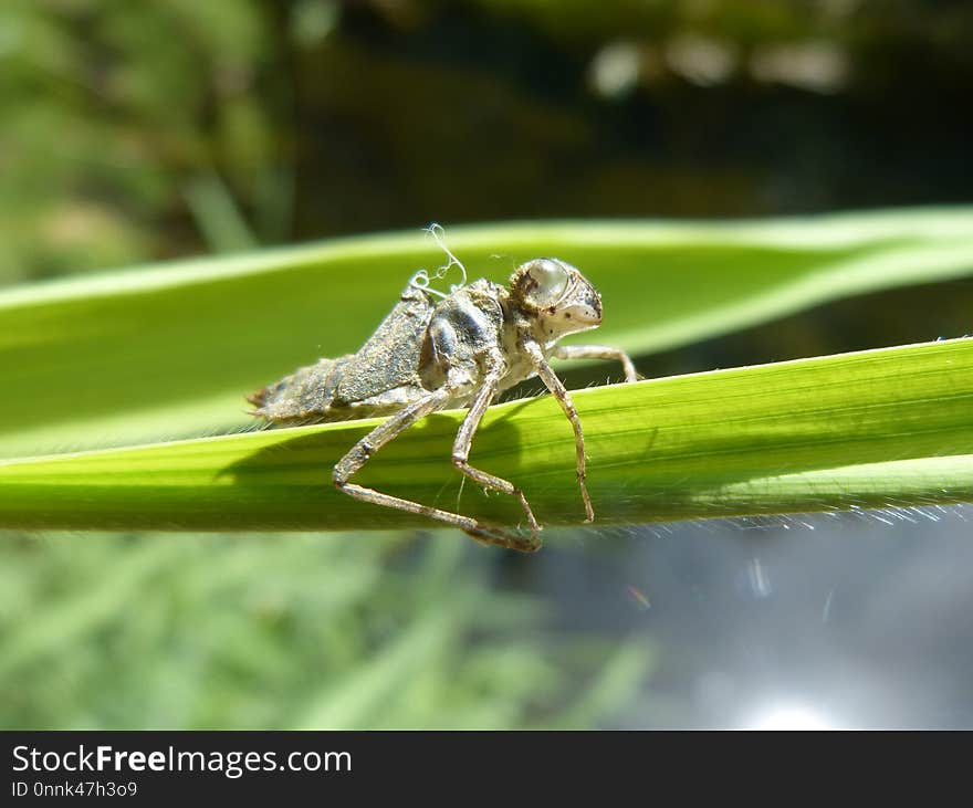 Insect, Macro Photography, Invertebrate, Dragonfly