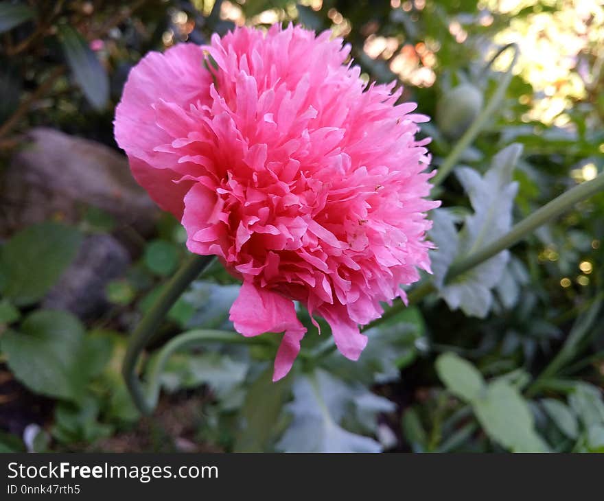 Flower, Pink, Plant, Flora