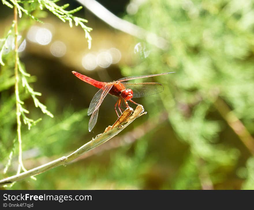 Insect, Dragonfly, Dragonflies And Damseflies, Invertebrate