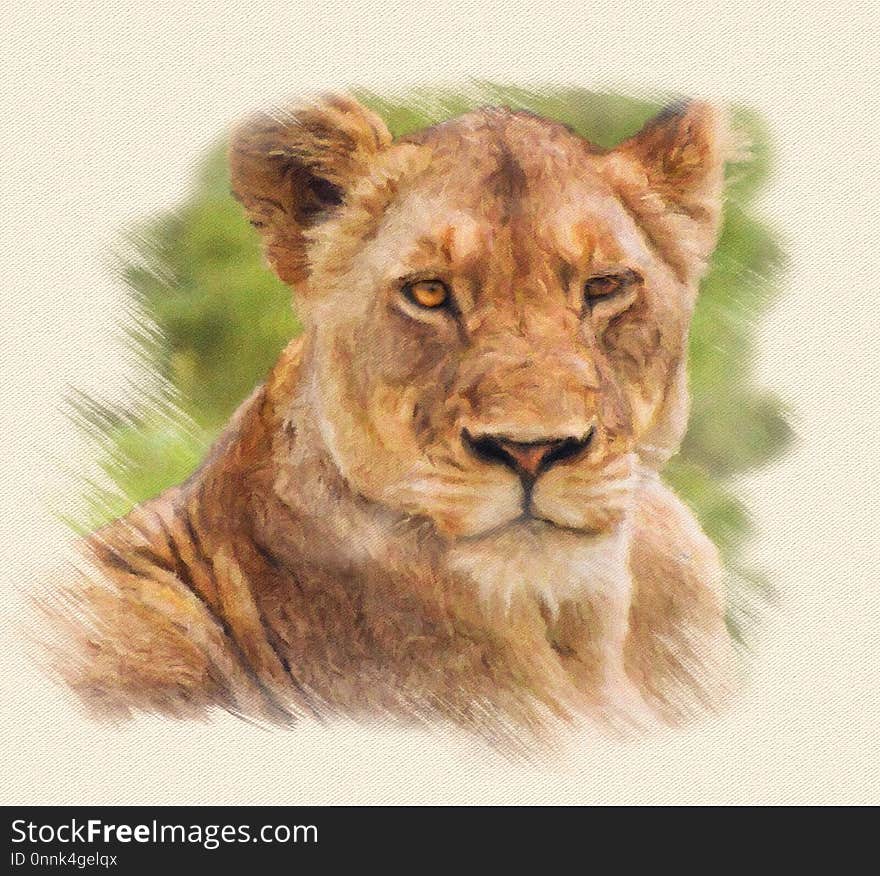 Lion, Wildlife, Mammal, Terrestrial Animal