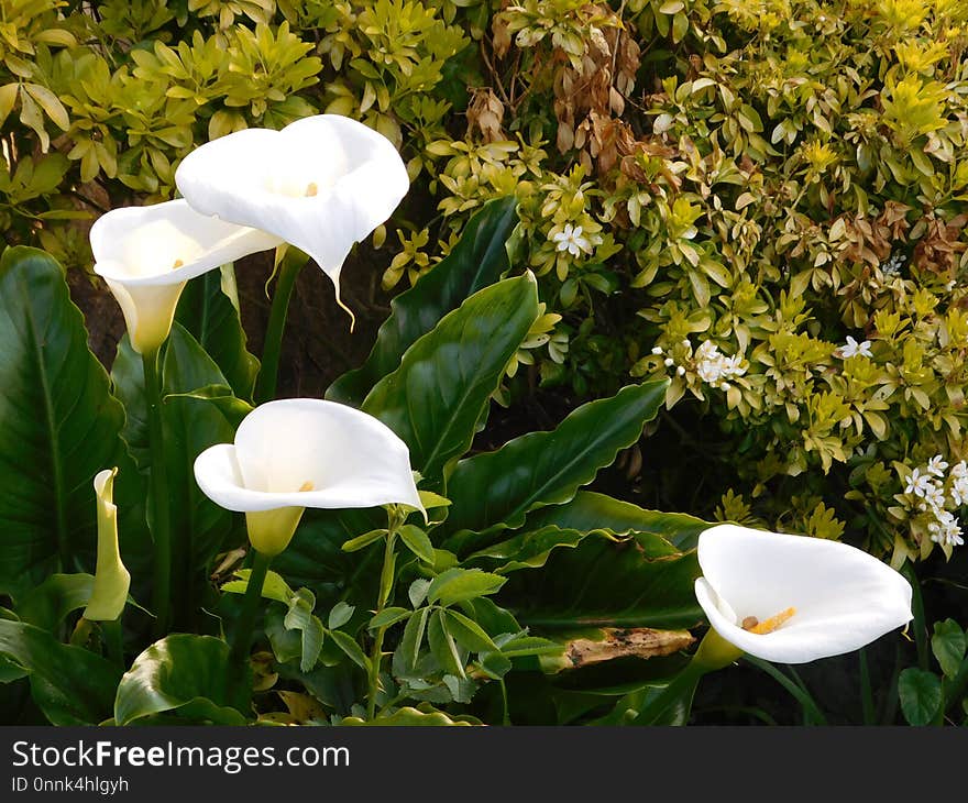 Plant, Flower, Flora, Wildflower